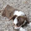 Female she also has 1 blue eye and 1 green eye  she also has dark patches in her coat 