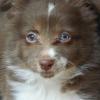 the only male  and he is super cute he has 1 green eye and 1 blue eye