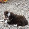 Female . dark chocolate and white
