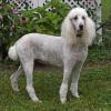 Champion  
Odette Duchesse De Castlewood
Female Standard Poodle