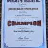            Apri  Champion.
Shaded Black N White Mocha

Havanese 
Male
Black Pied   /  color 
