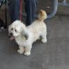Dusty 
Havanese 
Male 
I have only show him a couple of times His parents are Apri Champions and Akc  Champions 
 