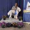 
Champion 
Shaded Downtown Cash 

( Cash ) 
Standard Poodle 
Male