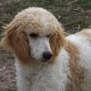 Jack

Red and White parti 
Standard Poodle  male