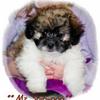 Fluffy adorable Shih-poo 