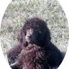 Standard Poodle 