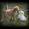 Westie  & a Standard Poodle puppy