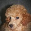 Toy Poodle