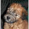 Soft Coated Wheaten Terrier