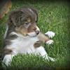 Mini Aussie 

Red Tri , Copper Trim, White markings 
