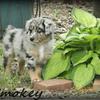 Blue Merle , Copper trim

Mini Aussie