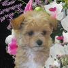 Apricot Malti-poo 