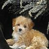 Nice small Malti-poo
