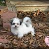 MalShi 


Maltese x Shih-Tzu 