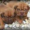 Chunky Chubby  

Dogue De Bordeaux Puppy's