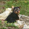 Cute Little Rascal  

     Yorkie