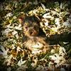 Little Yorkie  play time on a nice Missouri fall afternoon 