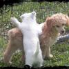 A Westie  puppy and Sally a Standard Poodle puppy