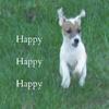 Jack Russell Terrier  jumping in the air 

Happy Happy Happy 