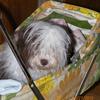 Havanese  " Cupcake" taking a ride in the baby stroller