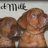 Dogue De Bordeaux's  

    "French Mastiff's"