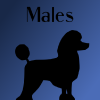 male poodle sign