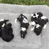 pic of all dolly males 

chocolate/white parti 
 black 
 black white parti