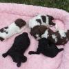 Dollys girls

Chocolae white parti
black