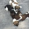 4 males

 all sable white parti  