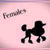female poodle sign